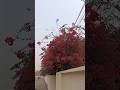#বাগানবিলাস #বসন্ত #nature #ytshorts #shorts #short #reels #reel #viralshort #viral #ytshortsindia