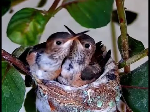 A Double Fledge of two Hummingbird Chicks Feb 21, 2024 - YouTube