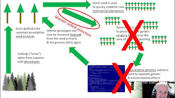 Tree Breeding C - modifications to the tree breeding sequence
