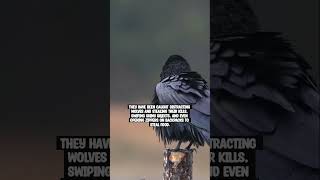 10 SCARY FACTS about RAVENS! #raven #ravens #scaryfacts