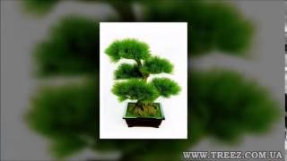 Искусственные растения купить Искусственные растения купить