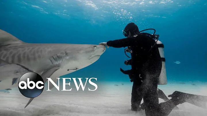 Shark attack survivor Paul de Gelder’s new book about protecting sharks
