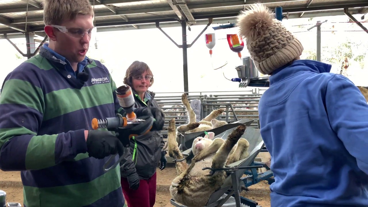 Lamb Marking Team's First Impressions of Using Numnuts