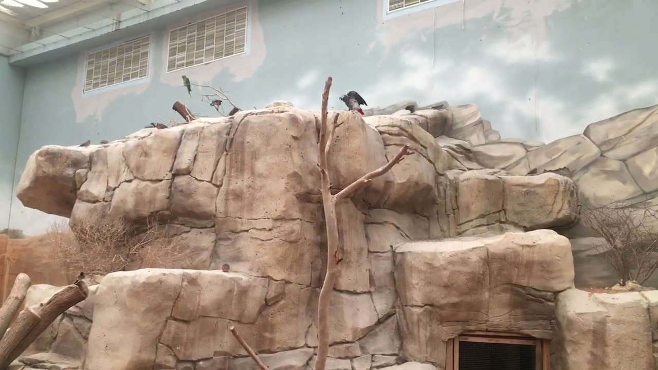 Houbara bustard (تلور) Bird in Zoo Al Ain UAE