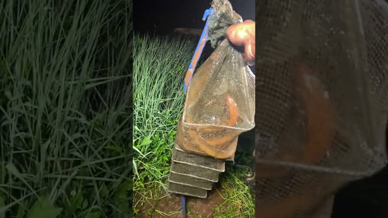 How to catch Eel fish with hook