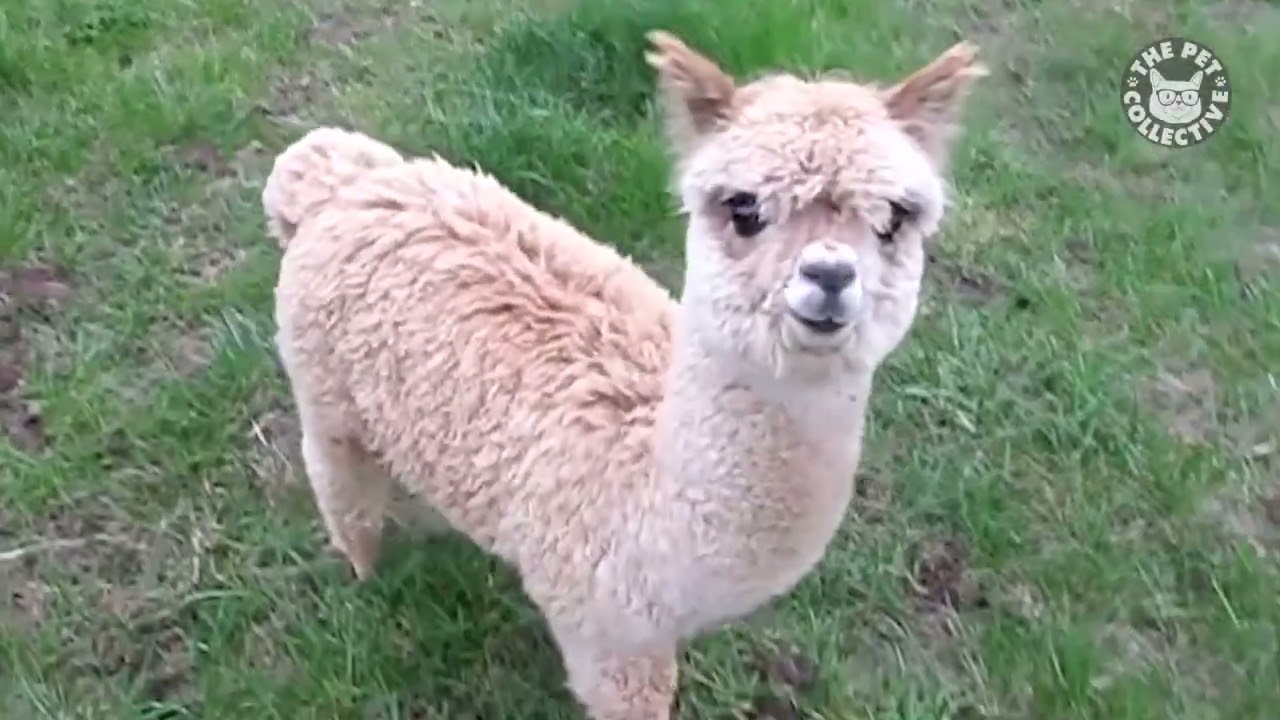 Pet Escape Artists Funny Pet Video Compilation The Pet Collective 1080p