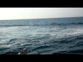 Salto de uma baleia Jubarte de 40 toneladas em Abrolhos, momento unico.