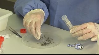 Zika Concern Grows as more Cases reported in Florida
