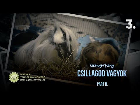 Videó: Rossz állattartás vagyok, ha nem fogom a macskám fogait?