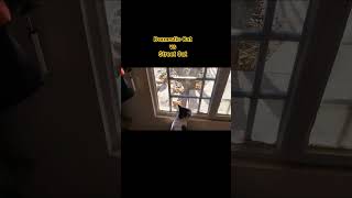 Domestic Cat vs Street Cat 😺#cat #cute #pets #love #funny