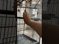 Tips on taming IRN parrot.