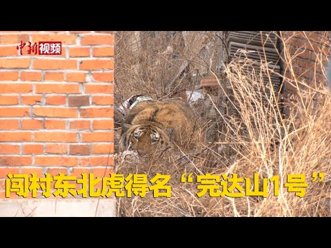 闯村东北虎得名“完达山1号” 系因现身完达山西南丘陵地带