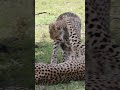WORLD WITHOUT CHEETAHS!🐆💔#Cheetahs #Extinction #NatureDocumentary #WildlifeConservation