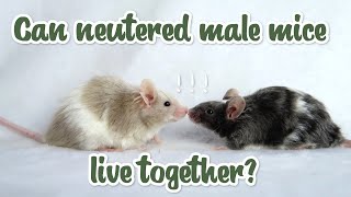 Can neutered male mice live together?