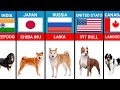 Dog breeds from different countries   famous dog breeds from different countries