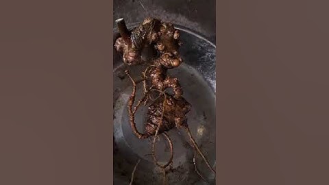 1 củ sâm rừng 80 gam bao kiểm định mọi viện chuẩn sâm giá yêu thương mấy triệu ạ 0377965679 e