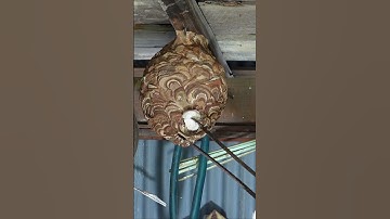 Hornet nest removal