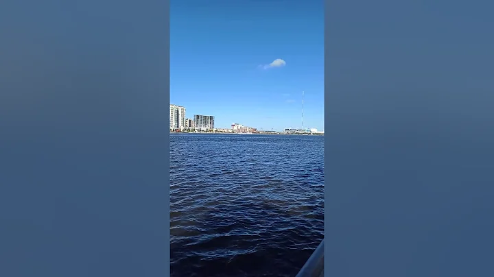 Bottlenose Dolphins in St. John's River