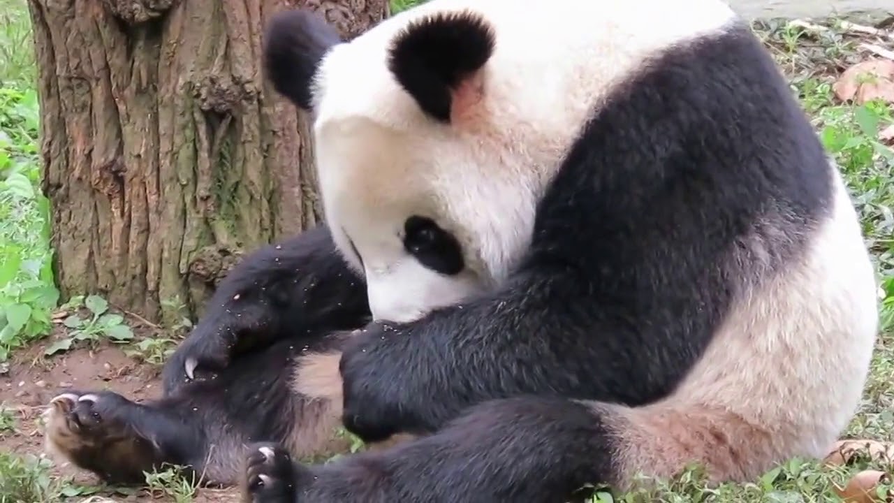 PANDA FUNNY MODE PLAYING AND ENJOYING - YouTube