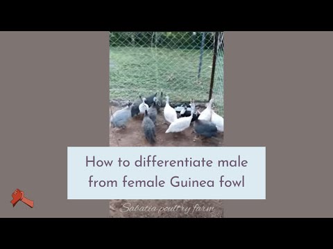 How to differentiate male from female Guinea fowl