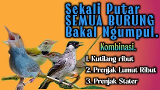 Prenjak Lumut Kombinasi Kutilang Ribut ‼️ Suara Pikat Paling Ampuh.