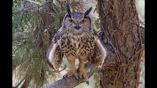 Korea eagle owl 수리부엉이