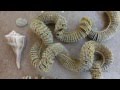 Sanibel Seashell Egg Cases