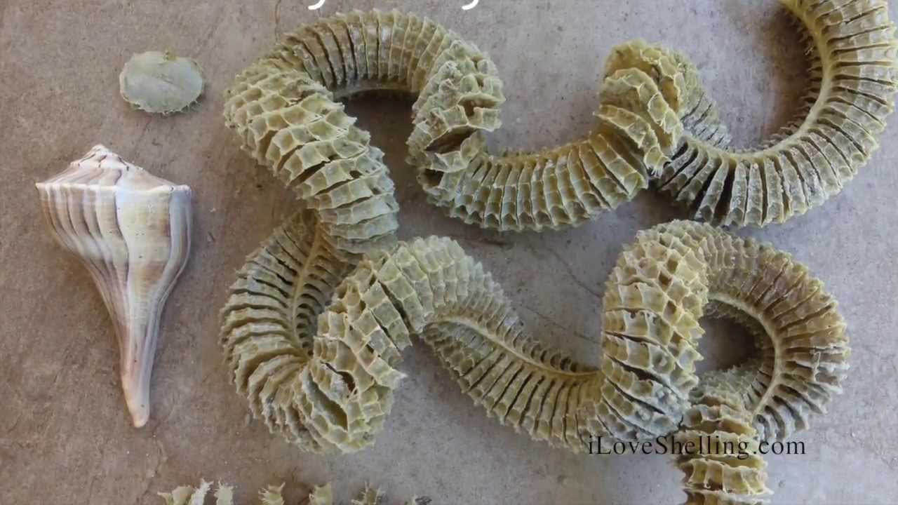 sanibel seashell egg cases youtube