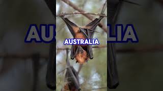 FLYING FOX #wildlife #interestinganimals #seo #shortvideo #facts #uniqueanimals