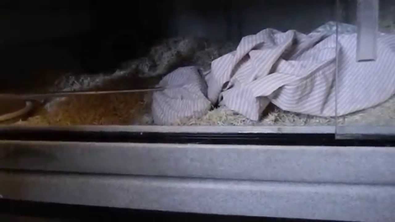 Happy Mothers Day Rattlesnake Special