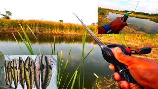 Amazing fishing video | Snakehead Fish Catching| Black Snakehead Fish Catching