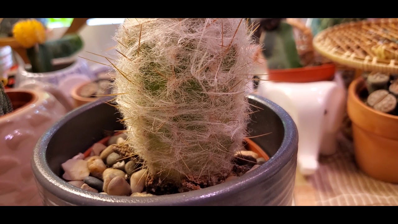 OLD MAN CACTUS 