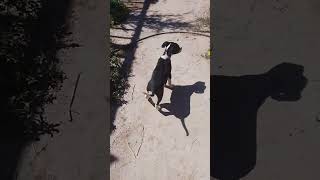 Nuevo perro xdd