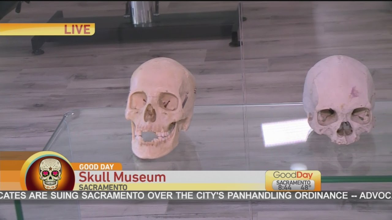 Skull Museum