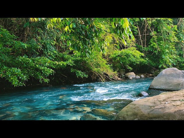 Calm Forest River Sounds | White Noise for Stress Relief