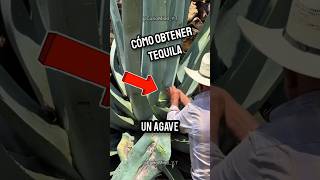 ¿Cómo obtener Tequila?  #datoscurisos