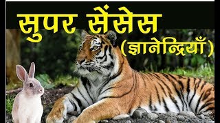 EVS - कैसे पहचाना चींटी ने दोस्त को?  Super senses - How animals use their sense organs - Hindi