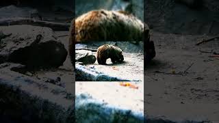 Increibles Momentos Donde Los Animales Salvan A Otros Animales