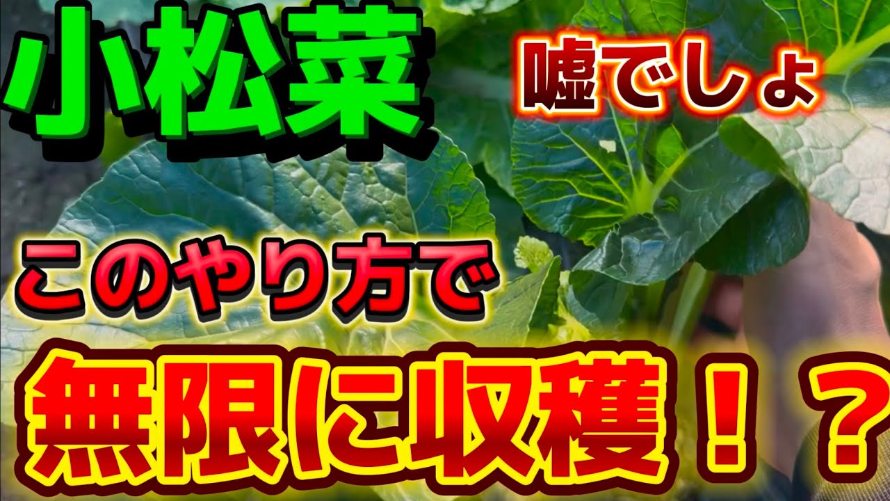 【小松菜】収穫すると損します！このやり方なら無限収穫！！家庭菜園なら絶対に真似して下さい