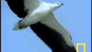 鷹舞.wmv