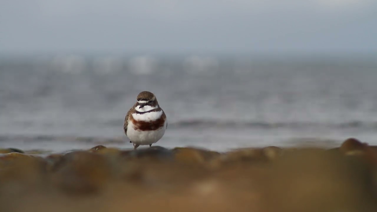Banded Dotterel