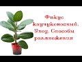 Фикус каучуконосный.  Уход.  Способы размножения