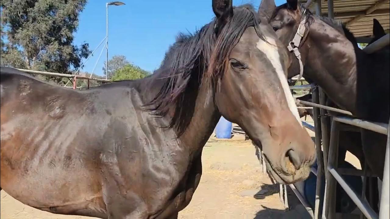 yearling colt 1 YouTube