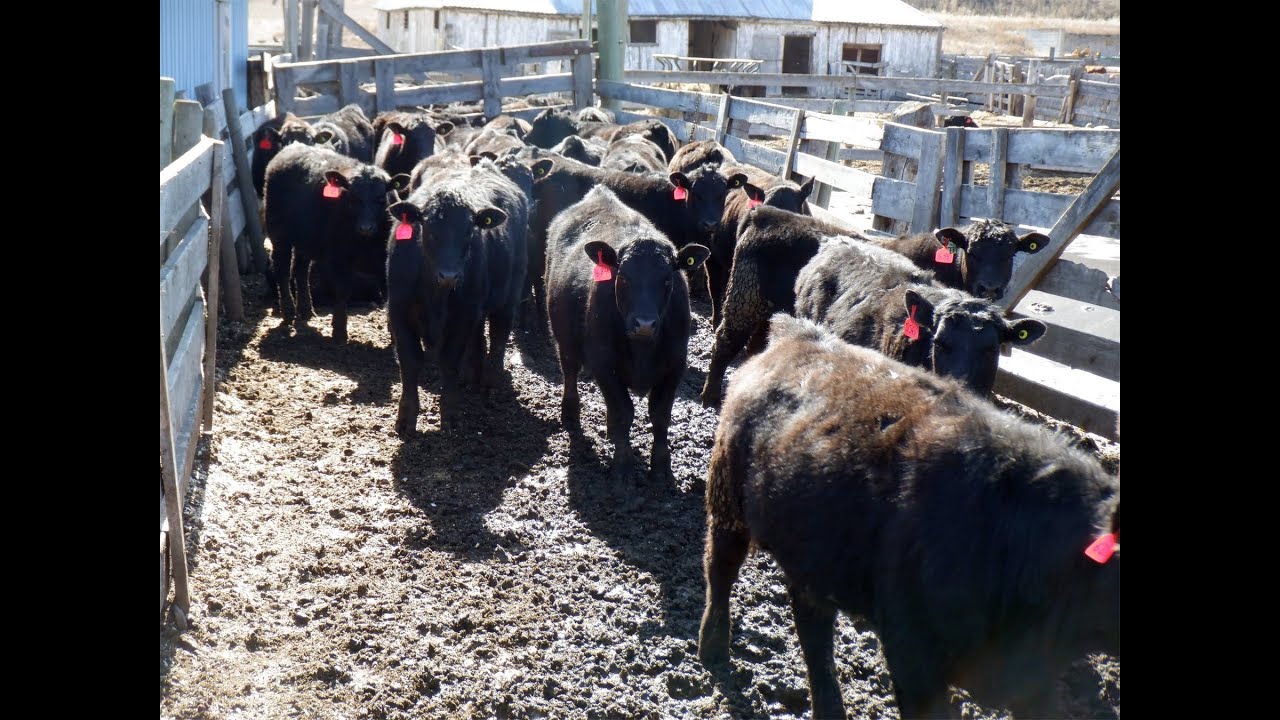 Semlin Valley Ranch 840# June Delivery Heifers - YouTube