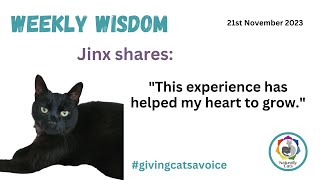 Weekly Wisdom. Jinx shares: 'This experience has helped my heart to grow.' by Naturally Cats - Help for anxious cats & humans 45 views 5 months ago 8 minutes, 26 seconds