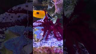 #DreamTrackAI chill lounge music with ocean sound