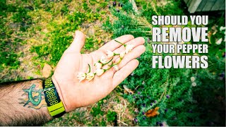 How to GET MORE Peppers Per Plant | when to pick pepper flowers