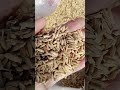 Bibit padi, siap tebar..