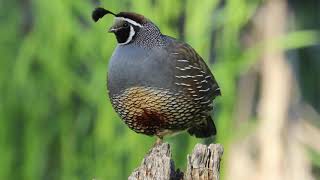 California Quail