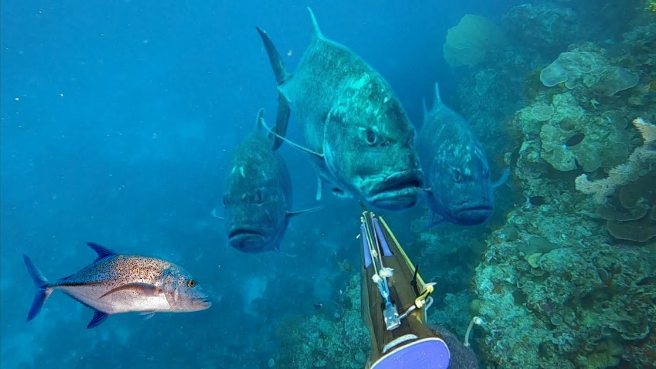 BERBURU IKAN MONSTER LAUT DEPAN RUMAH